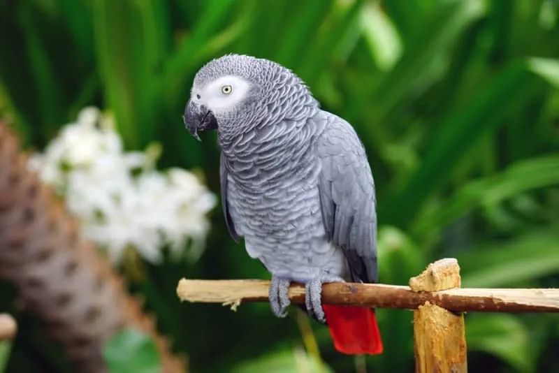 Talking Birds