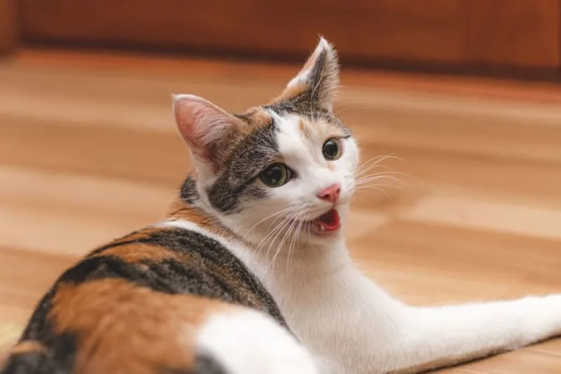 Heavy Breathing in Cats