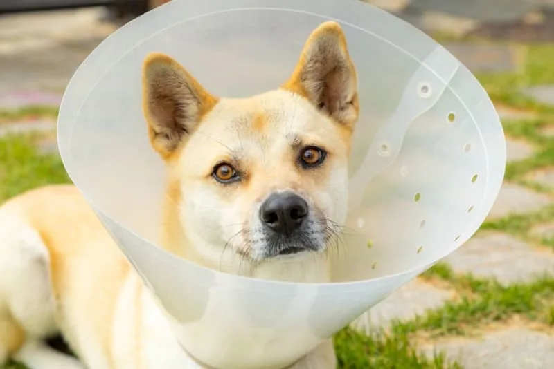 Dog Knee Surgery