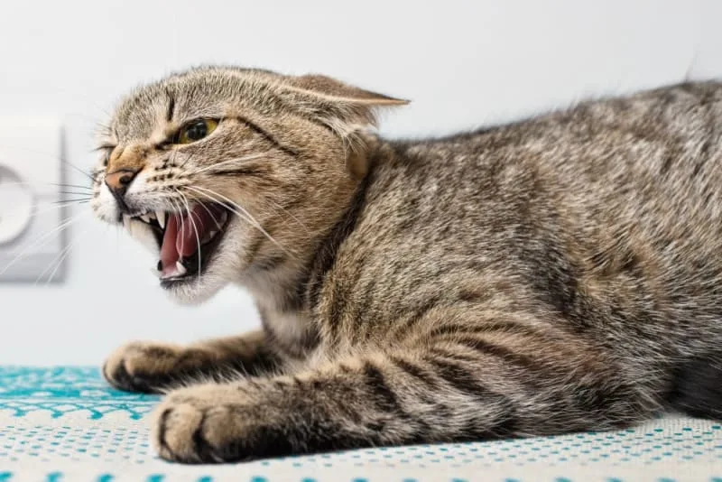 Rabies in Cats