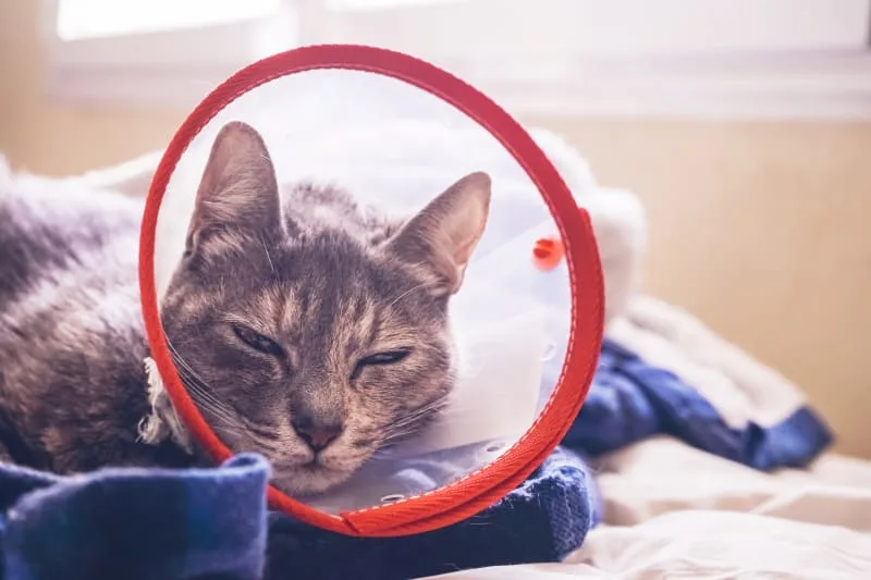 Perineal Urethrostomy (PU) Surgery in Cats
