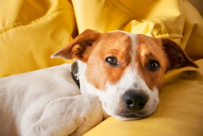 Cushing's Disease in Dogs