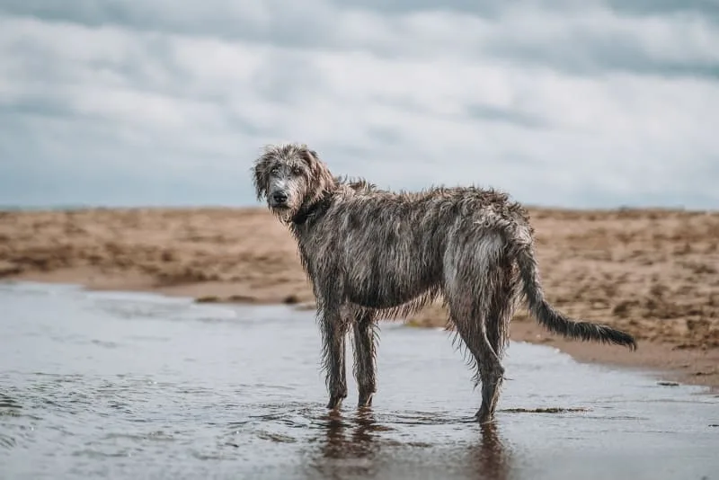 TPLO Surgery To Treat Cruciate Ligament Injuries in Dogs