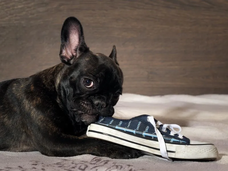 Why Does My Dog Eat Everything?