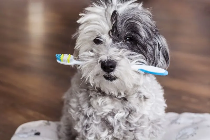 Dog Teeth Cleaning & Dental Exams