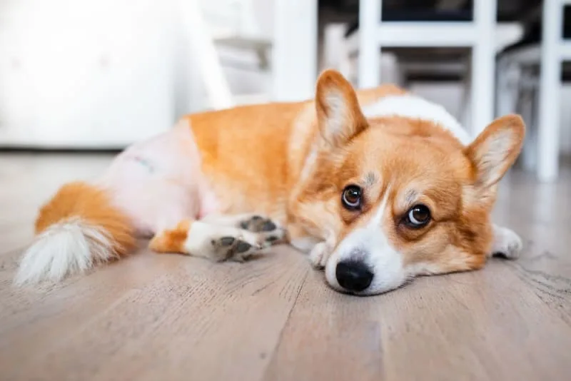 Hip Replacement in Dogs