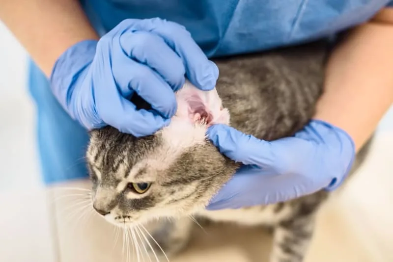 Ear Infection in Cats