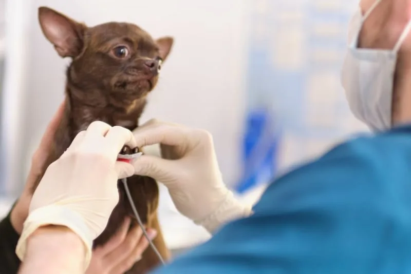 ECG for Cats & Dogs: When is it needed?