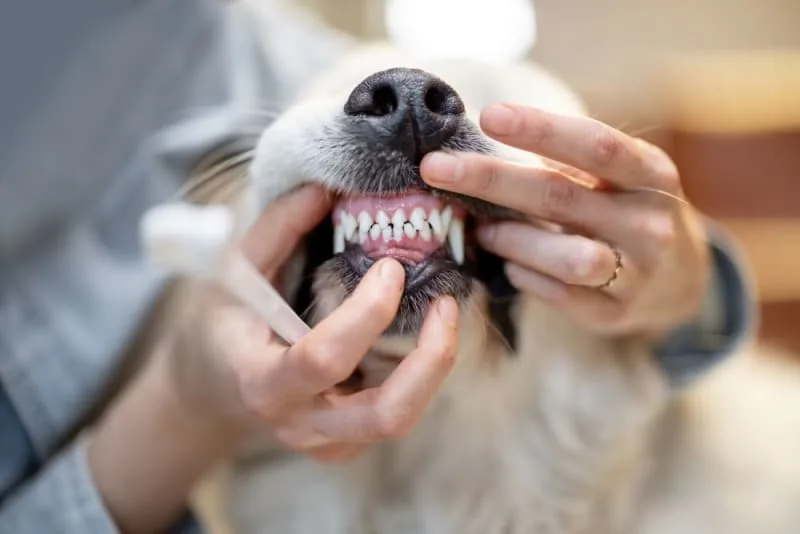 Signs Your Dog Needs Dental Cleaning