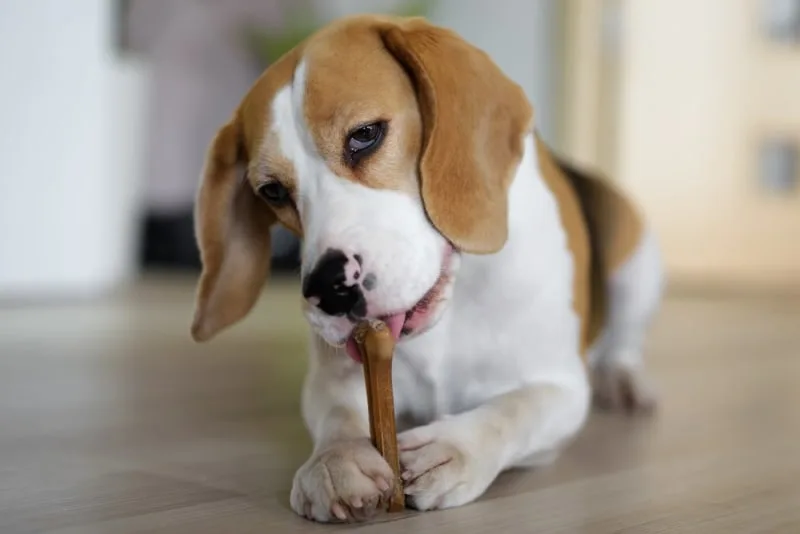 Best Food for Canines Dental Health