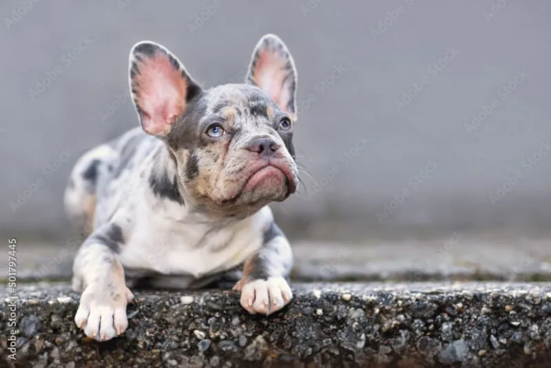 Bordetella in Dogs: What You Need to Know About Kennel Cough