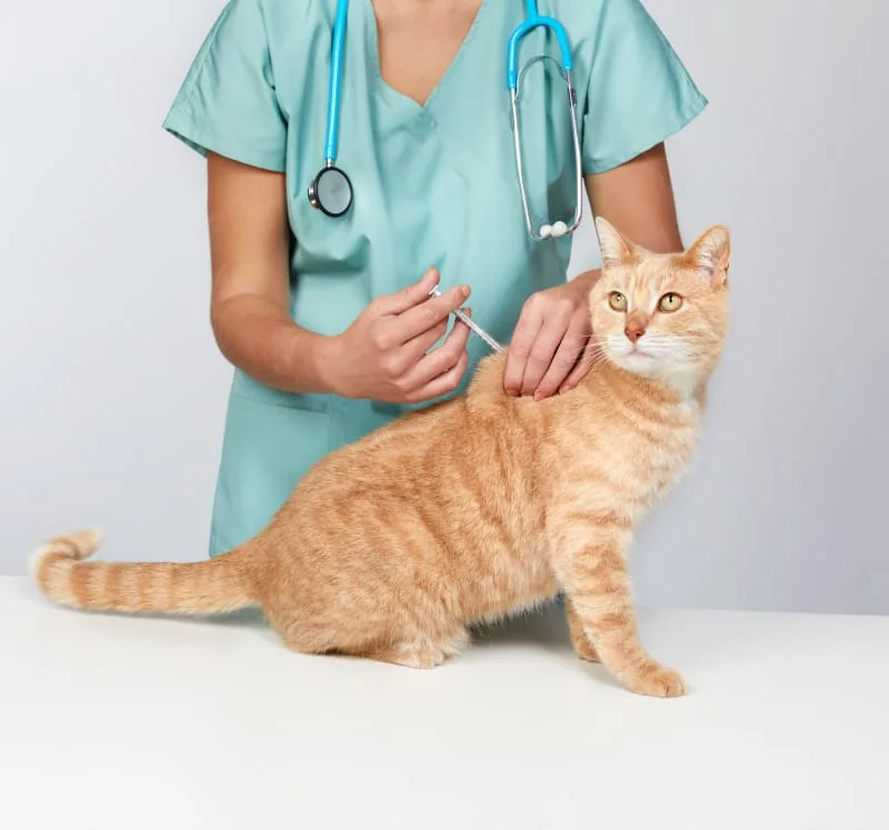 Should I get my indoor cat vaccinated?