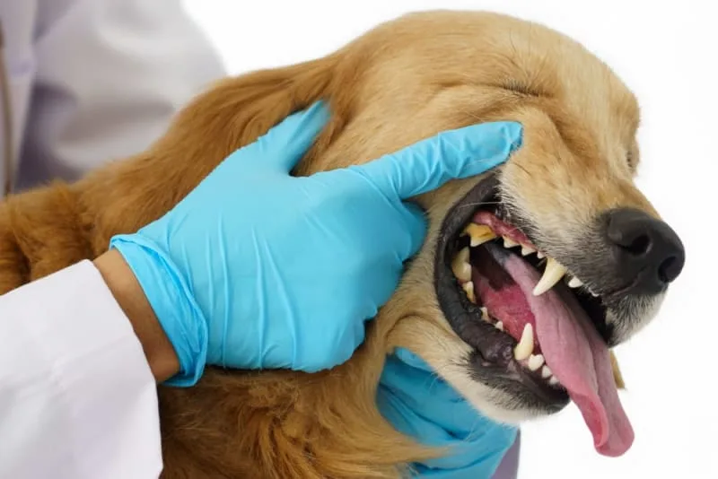 Your Dog's Teeth: Toothaches and Other Problems
