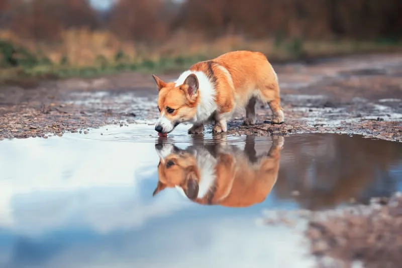 Preventing Leptospirosis