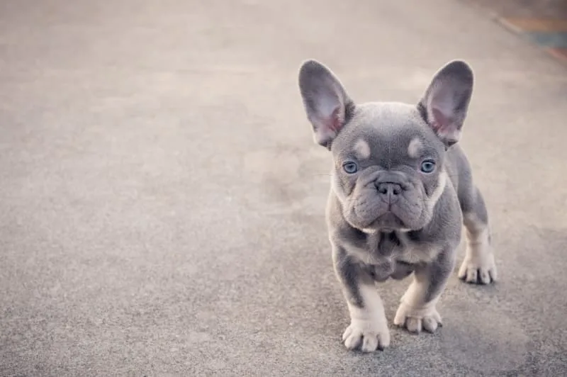 Best Small Dogs For Your Family
