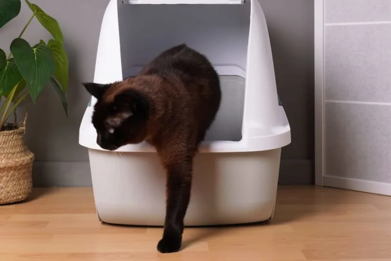 Diarrhea in Cats: Common Causes & When It's Serious