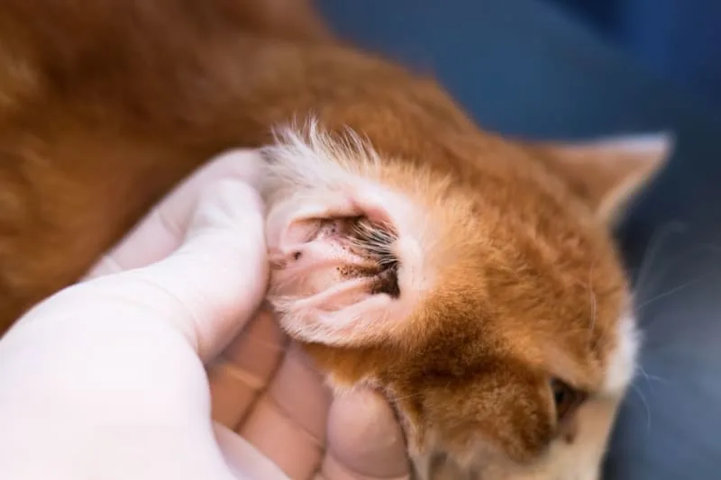 Ear Mites in Cats