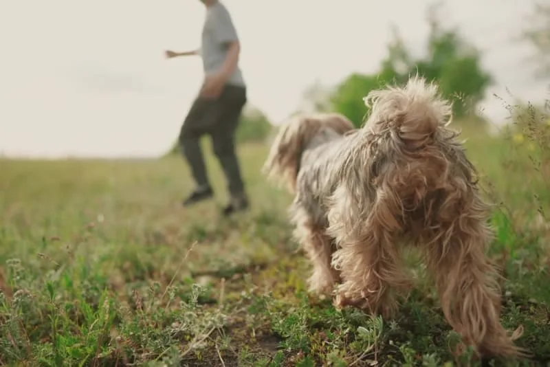 How to Strengthen an Old Dog's Hind Legs