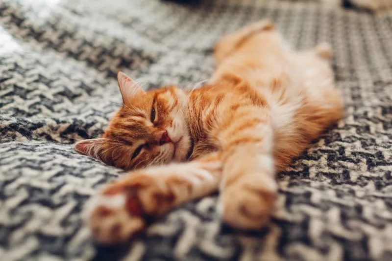 Helping Your Cat Recover From Surgery