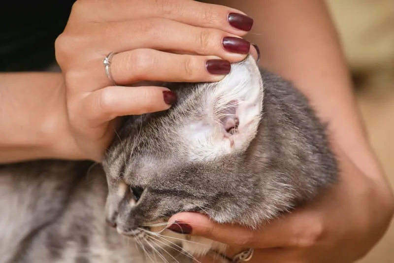 Aural Hematoma in Cats: When is Surgery Needed?