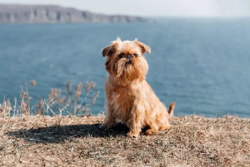 Parainfluenza in Dogs