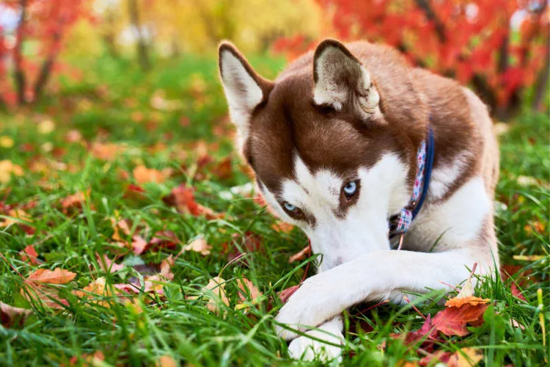 Common Dental Problems in Dogs