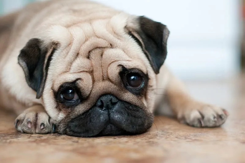 Dog Intestinal Blockage Surgery