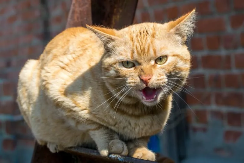 Rabies Symptoms in Cats