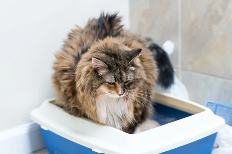 Cat Litter Alternatives: What Are My Options?