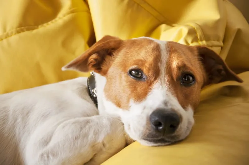 Fever in Dogs