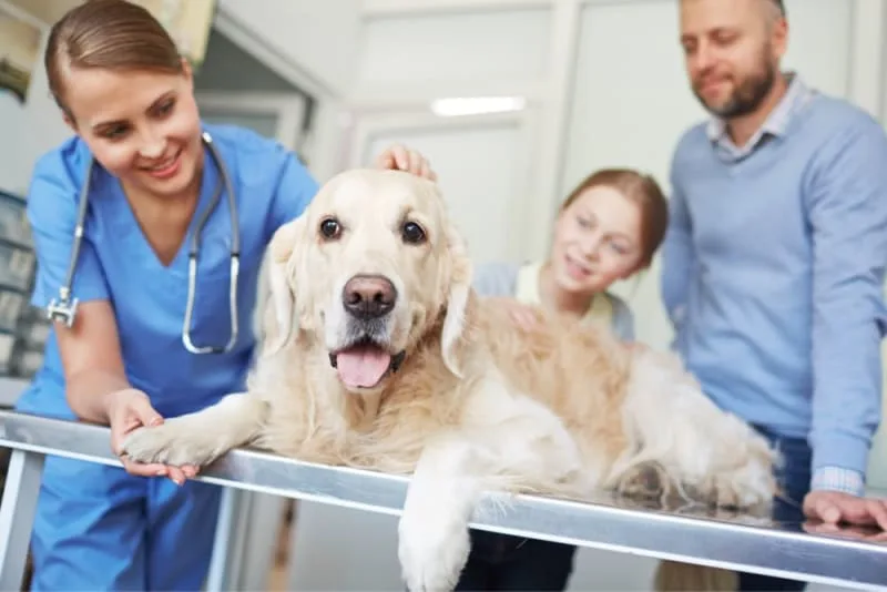 Understanding Blood Tests for Dogs