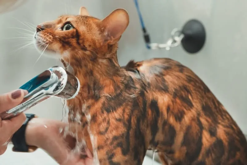 How to Bathe a Cat & How Often You Should Do It