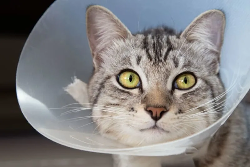 Tips to Speed Your Pet’s Recovery Time After Surgery