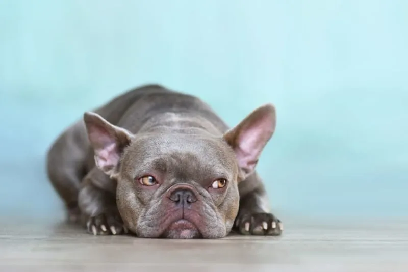 Hookworm in Dogs: Signs, Treatment & Prevention