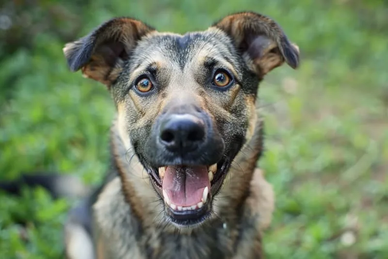 Bad Breath in Dogs: Causes & Remedies