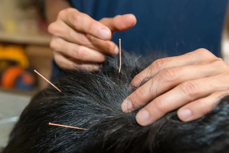 5 Health Benefits of Acupuncture in Dogs