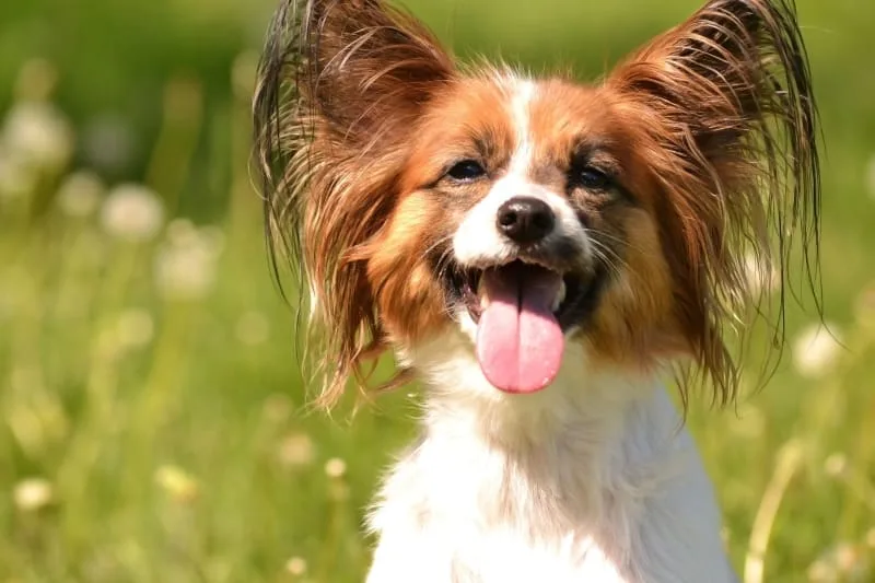 Excessive Panting in Dogs