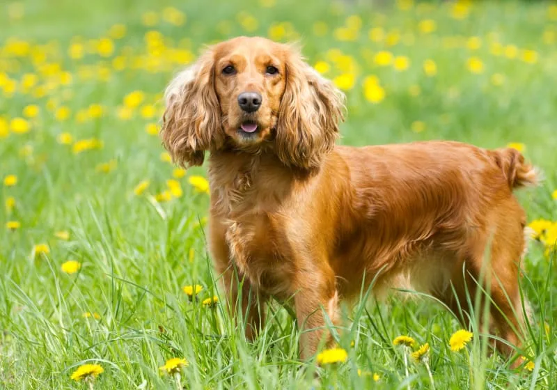 What is anemia in dogs?