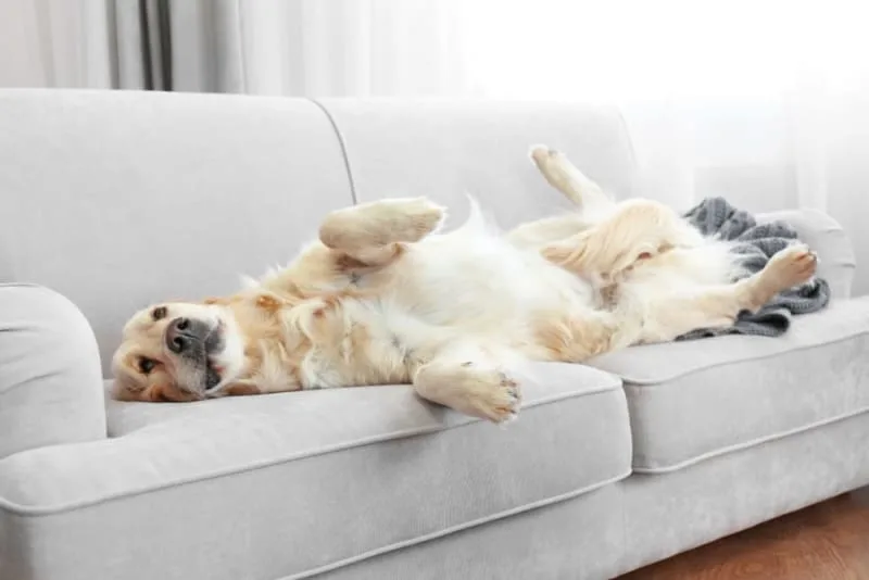 ACL Surgery in Dogs