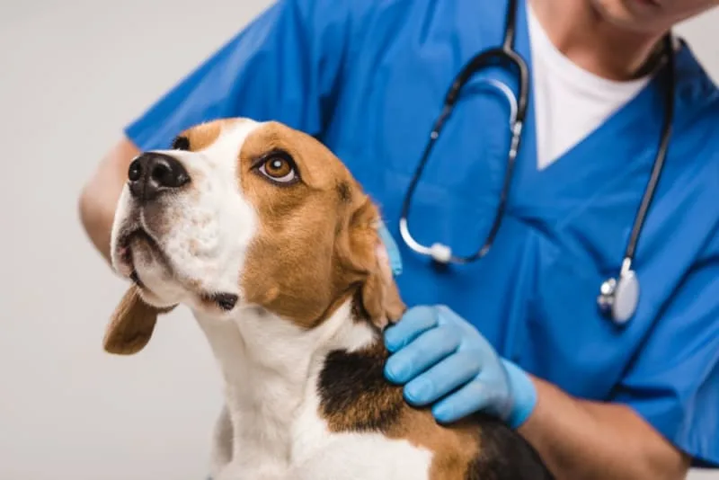 Should I Get My Dog Vaccinated?: Why & When to Do It