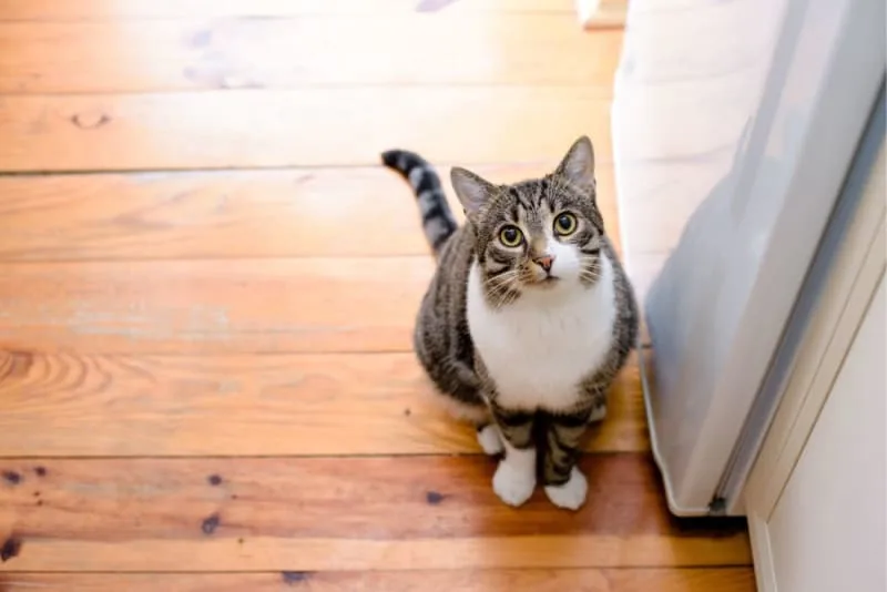 Indoor Cat Vaccines: When Your Kitten Should Get Their Shots