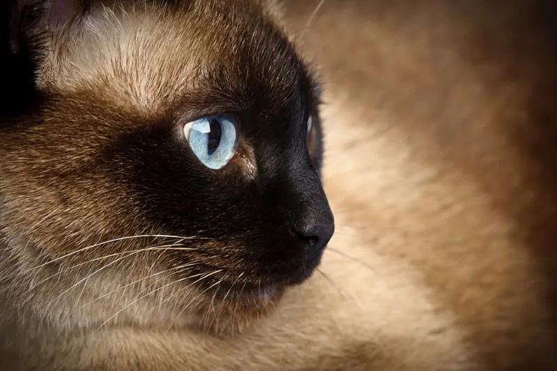 Why Should My Pet Have A Fecal Exam?