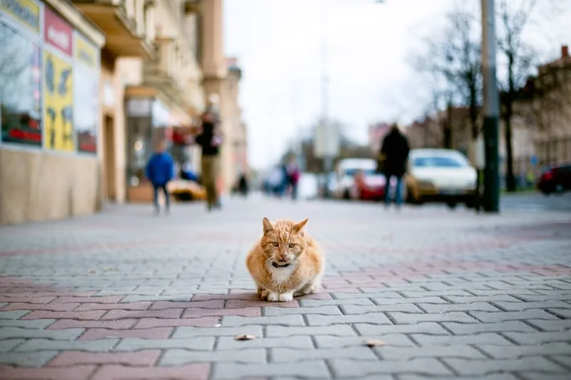Microchips for Indoor & Outdoor Cats - Are They Worth It?