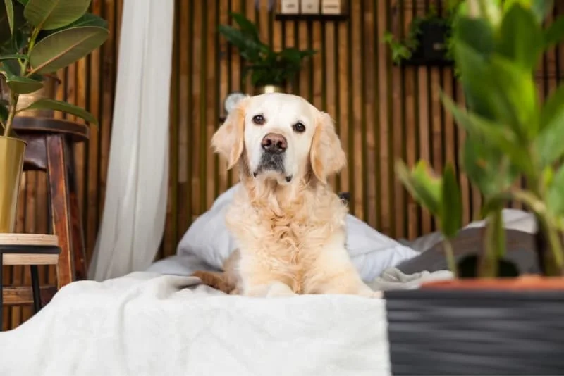 Fever in Dogs