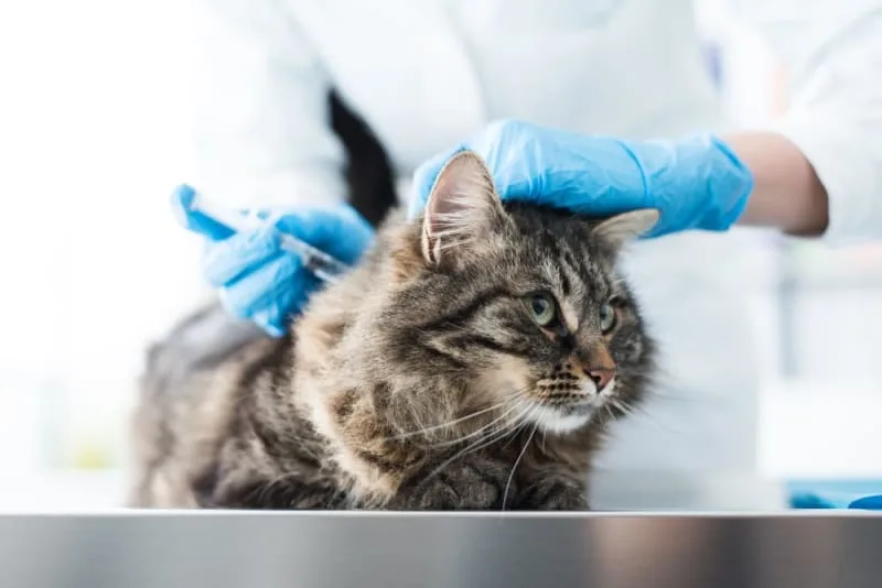 Cat Vaccination Schedule