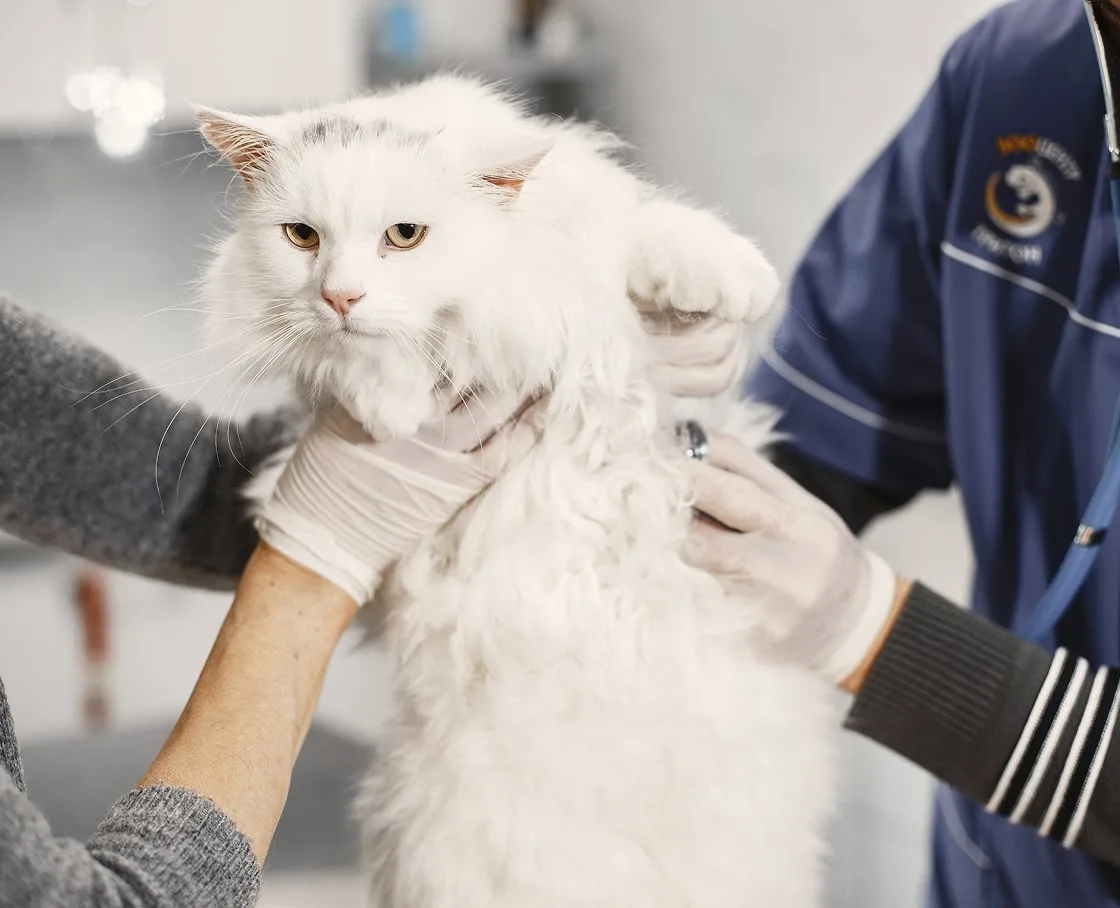 Veterinarian listening to a long-haired white cat's chest with a stethoscope while an assistant holds the cat