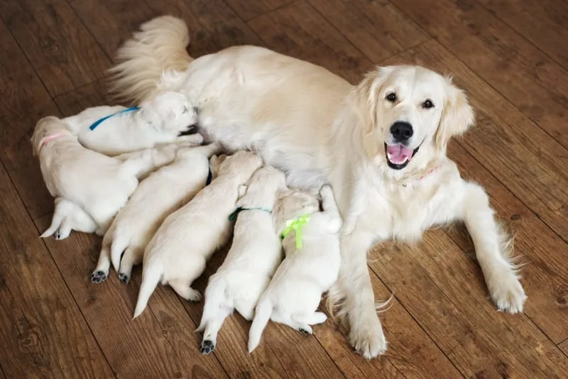 C-Section for Dogs: Everything You Should Know
