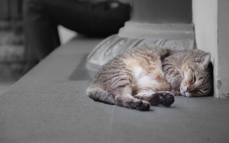 Anemia in Cats: Types, Symptoms & Treatment