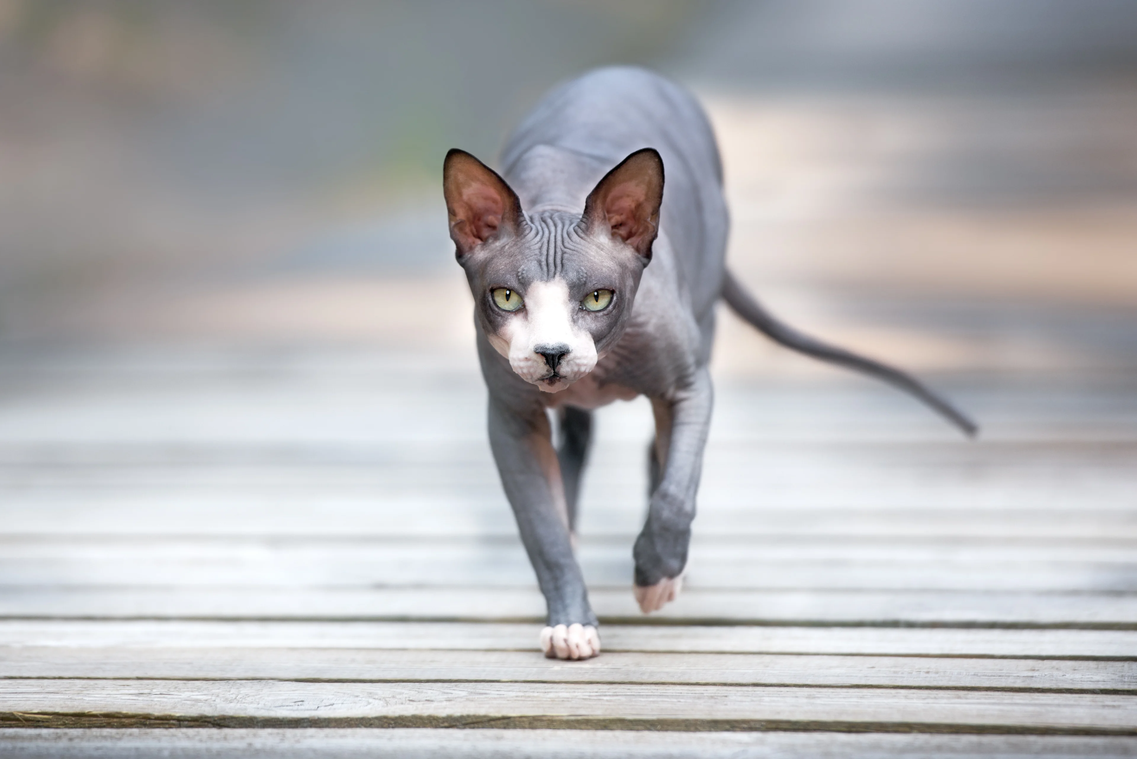 Sphynx, Brookhaven Vets