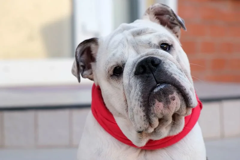 Pet First Aid - Tips for Pet Parents